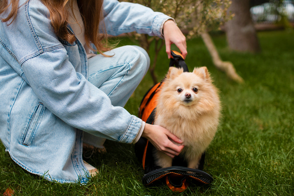 A dog using eco-friendly accessories.