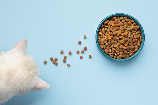 A cat eating eco-friendly pet food