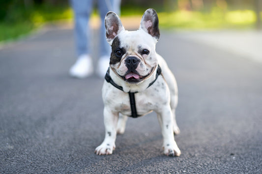 A dog wearing an eco-friendly harness