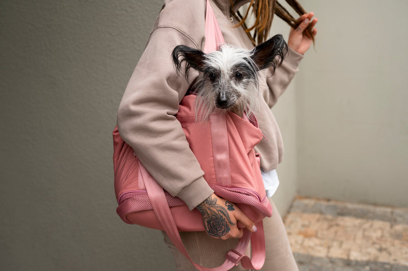 A dog inside a pet carrier bag.