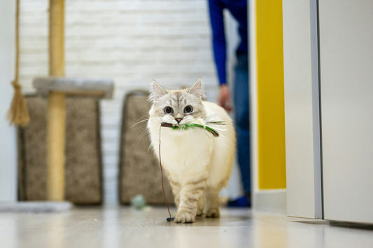 A cat biting a cat toy