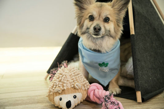 A dog on a pet house