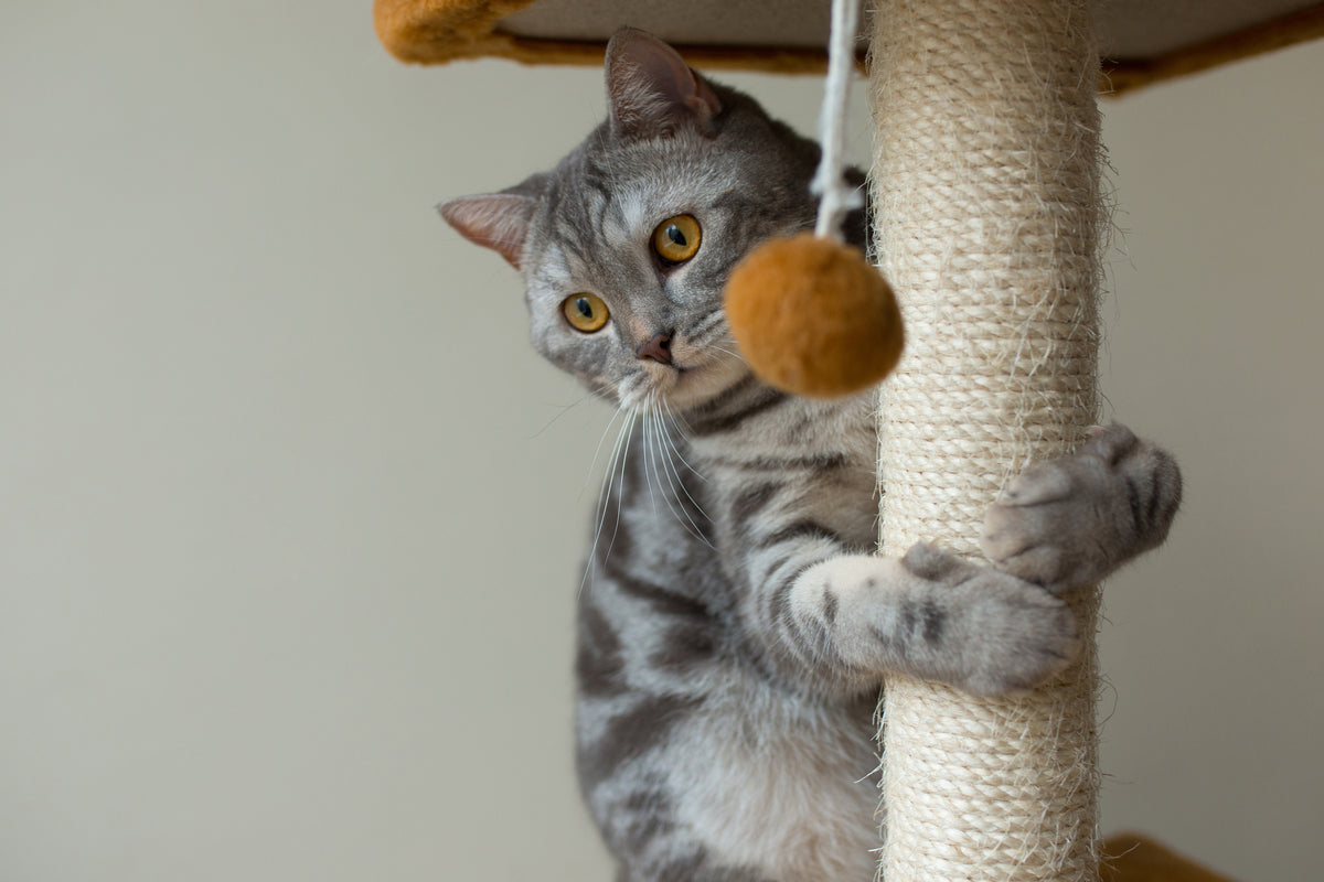 How To Clean And Sanitize Your Cat’s Toys Safely