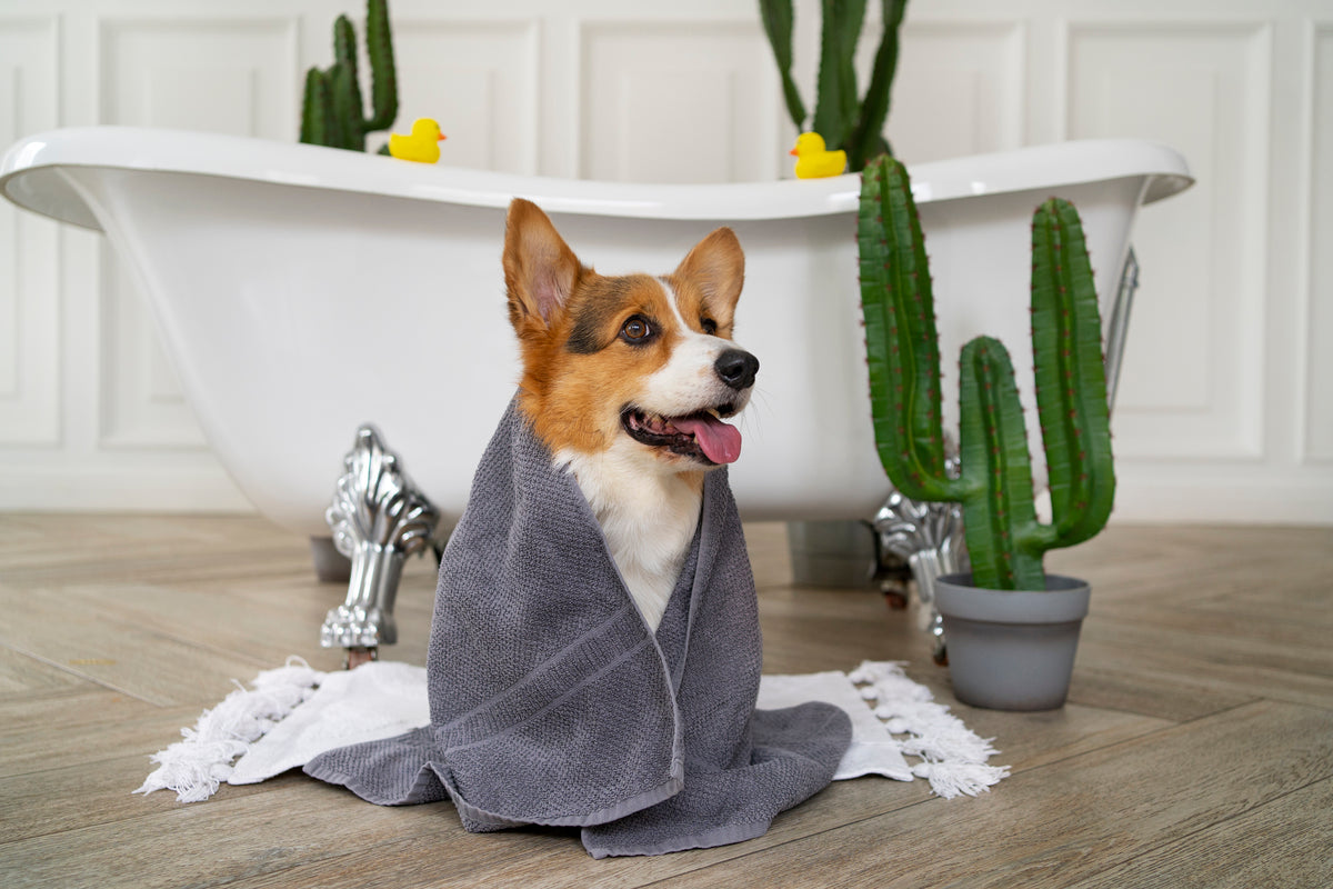 The Benefits Of Using Eco-Friendly Pet Wash Products