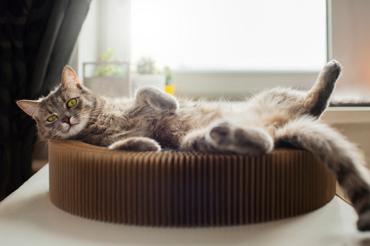 Tips for Encouraging Your Cat to Use a Cat House