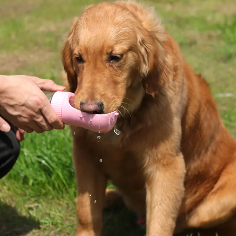 Eco-Friendly Pet Accessories