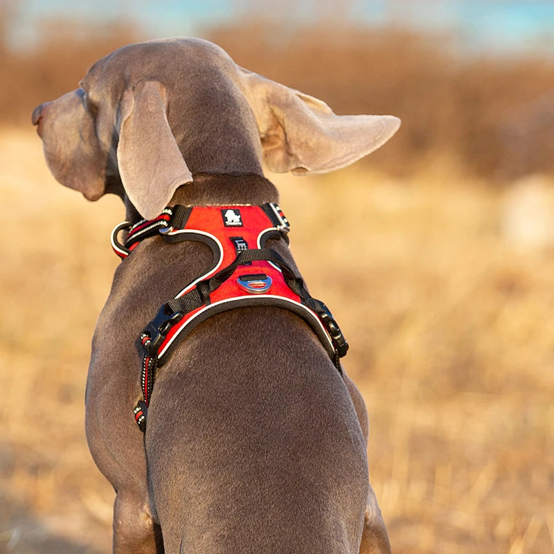 Pet Harness