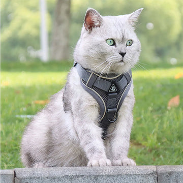 Cat Harness with Leash 5ft