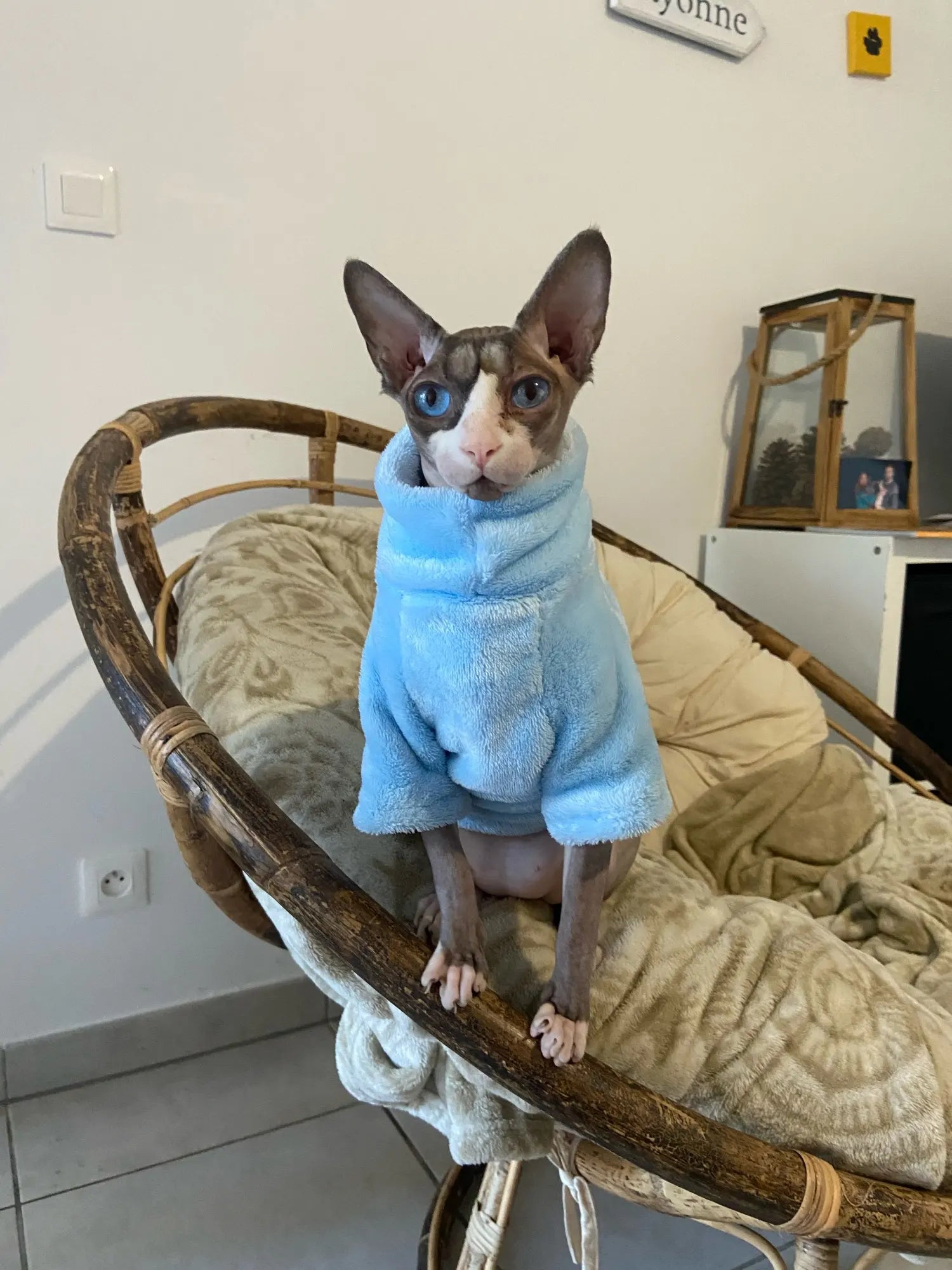 Miljøvenlig mode kattetrøje Sphynx Kitten Hoodie Jumpsuit Pet Beklædning