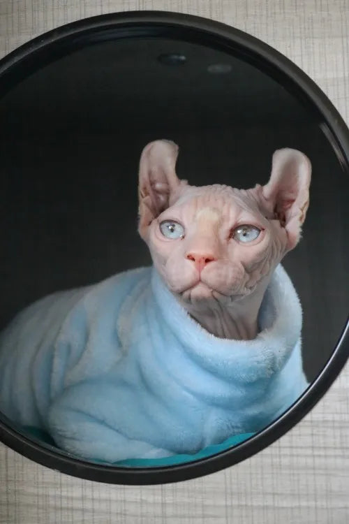 Miljøvenlig mode kattetrøje Sphynx Kitten Hoodie Jumpsuit Pet Beklædning