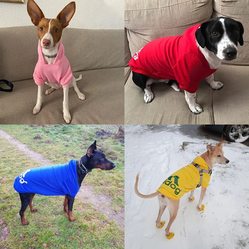 Winter  Clothes for Dogs