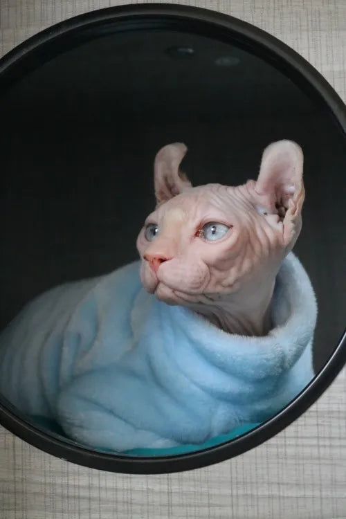 Miljøvenlig mode kattetrøje Sphynx Kitten Hoodie Jumpsuit Pet Beklædning